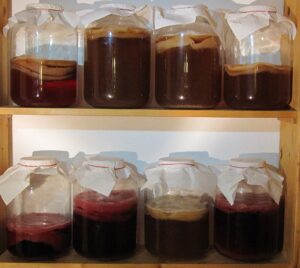 Kombucha brewing